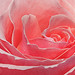 Joy Rose Photo 15