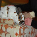 Todd Elliot Photo 11
