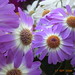 Albert Flowers Photo 21