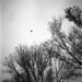 Clara Crow Photo 9