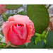 Segundo Rosa Photo 14