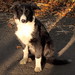 Collie Young Photo 10