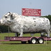 Troy Bull Photo 12