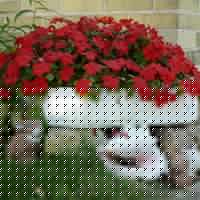 Margaret Schroeder Photo 28