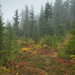 Randall Fields Photo 17