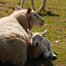 Kent Lamb Photo 11