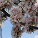 Gerald Bloom Photo 11