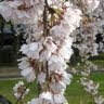Rose Barnes Photo 16