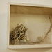 Elizabeth Whittaker Photo 20