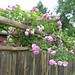 Michelle Alford Photo 18