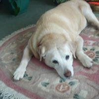 Diane Margiotta Photo 2
