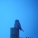 Clinton Hawks Photo 6