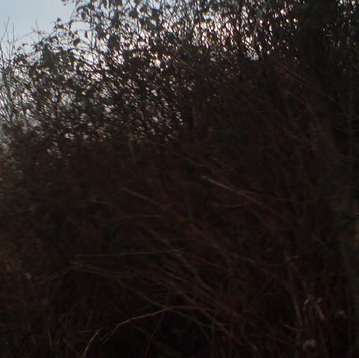 Linda Redmond Photo 8