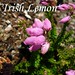 Erica Lemons Photo 15