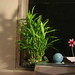 Amy Shui Photo 3