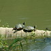 Charles Land Photo 12