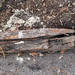 Donna Allen Photo 19