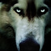 Samuel Huff Photo 33