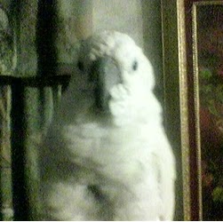 Patricia Devine Photo 7