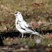 George Robins Photo 23