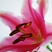 Lily Huang Photo 24