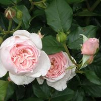 Janine Cook Photo 15