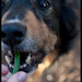 Savannah Bean Photo 9