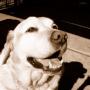 Gary Benson Photo 17