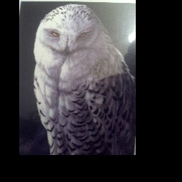 Christopher Agnew Photo 16