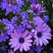 Janice Sheehan Photo 33