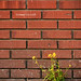 Heather Weed Photo 15