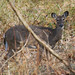 Virginia Doe Photo 4