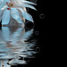 Joann White Photo 20