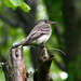 Denise Harrison Photo 37