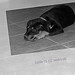 Lucille Sharp Photo 7