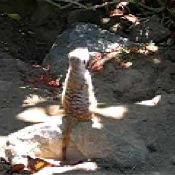 Sandy Robbins Photo 17