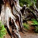 George Macdonald Photo 21