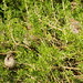 Rosemary Sparrow Photo 11
