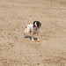 Judy Springer Photo 19