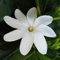 Jane Ham Photo 23