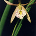 Bernice Foster Photo 23
