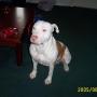 Suzanne Howell Photo 33
