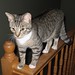 Kitty Mok Photo 13