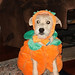 Joy Robison Photo 15