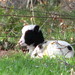 Jacob Lamb Photo 39