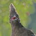 Jay Ham Photo 20