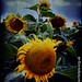 Sun Smith Photo 14