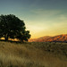 Ed Davis Photo 39
