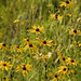 Susan Hays Photo 39