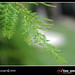 Allan Green Photo 44